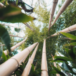 The Bamboo Tree Effect