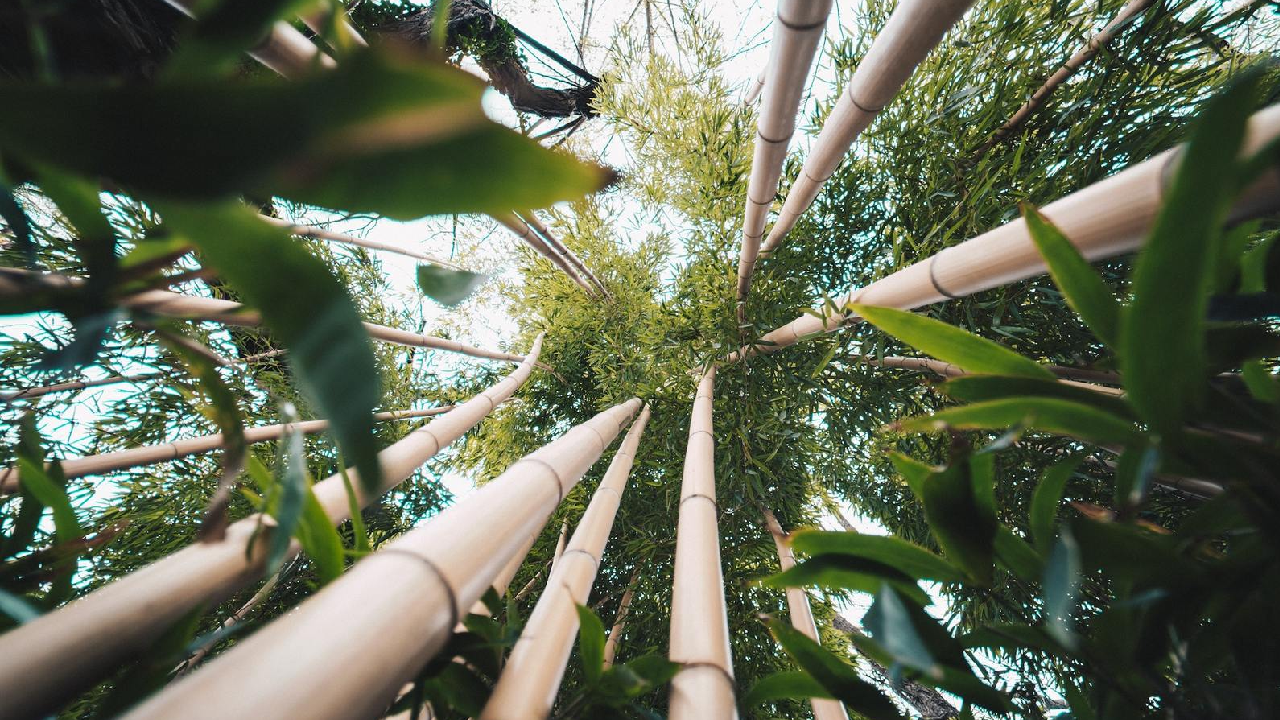 The Bamboo Tree Effect
